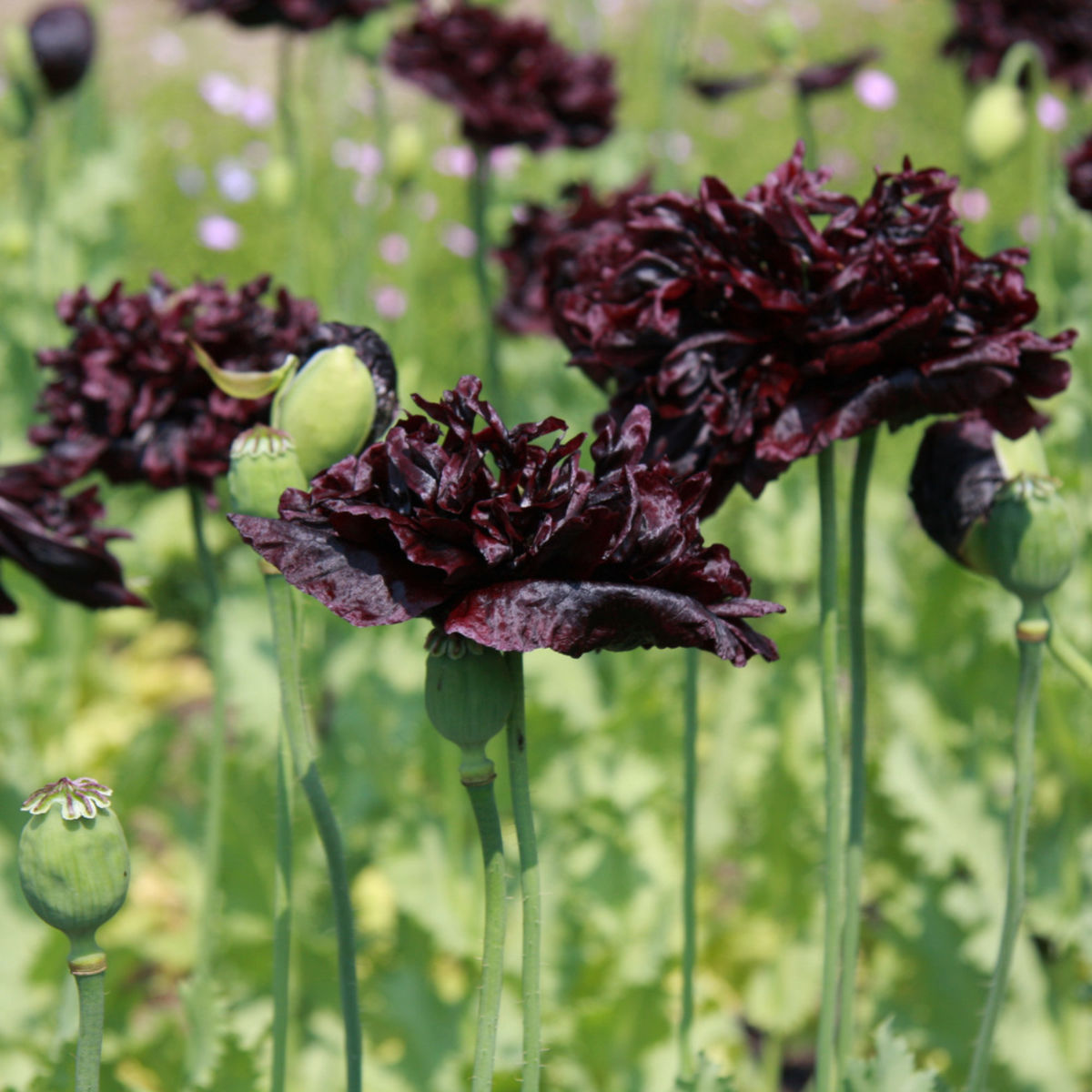 100 graines Papaver paeoniflorum Black Peony Pavot Noir à Fleurs de Pivoi