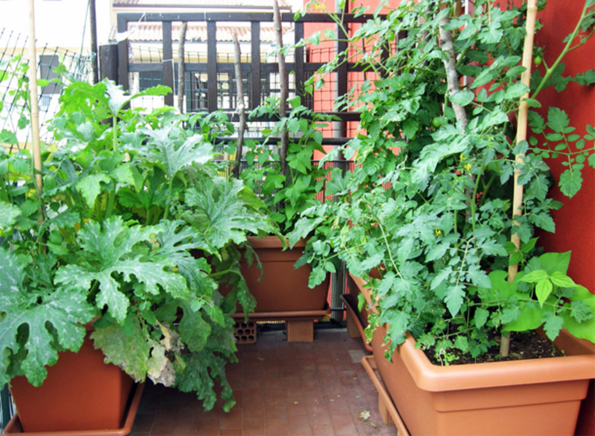 Les plantes d'intérieur, conseil plantation, culture et entretien, Leaderplant - Apprendre à jardiner
