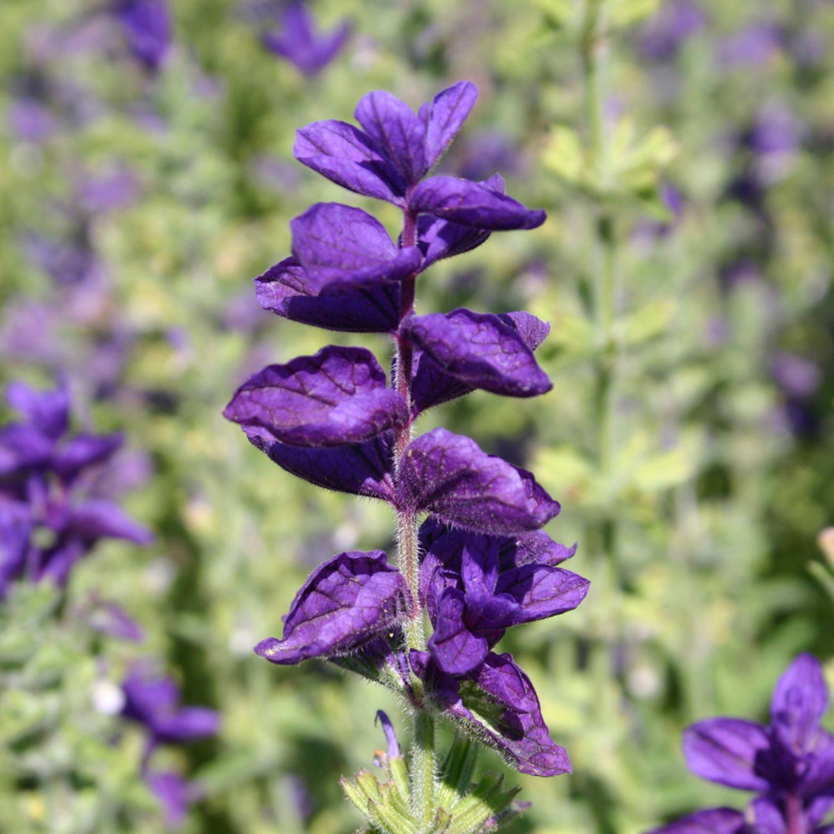 La sauge - Tout sur la sauge (Salvia officinalis), ses origines, ses  propriétés et son utilisation en cuisine