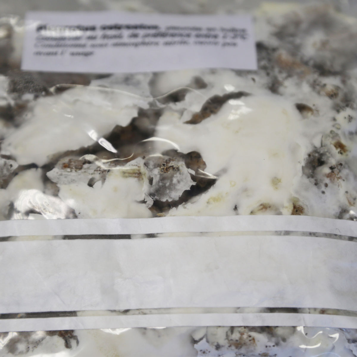 Pleurote gris - Mycélium sur chevilles de bois BIO – La Mycosphère