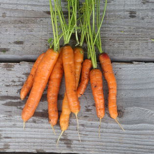 ☺1000 graines de carotte touchon 