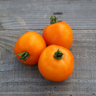 Heirloom Valencia tomates Semences nouvelles graines pour la saison 2017 50 graines biologiques