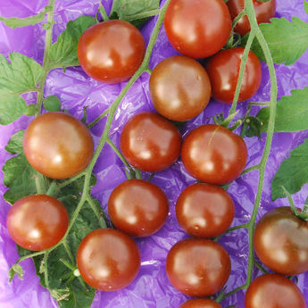 TOMATE CHINESE BLACK PEARL AB