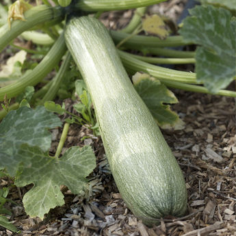COURGETTE GENOVESE AB
