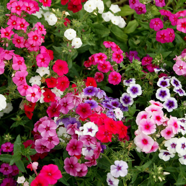 Mélange de couleur Rose Phlox vivace jardin des racines des plantes de fleurs sauvages Jardinage Bulbes 