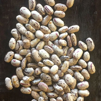 Plantation de graines (haricots/lentilles) – Gomme & Gribouillages