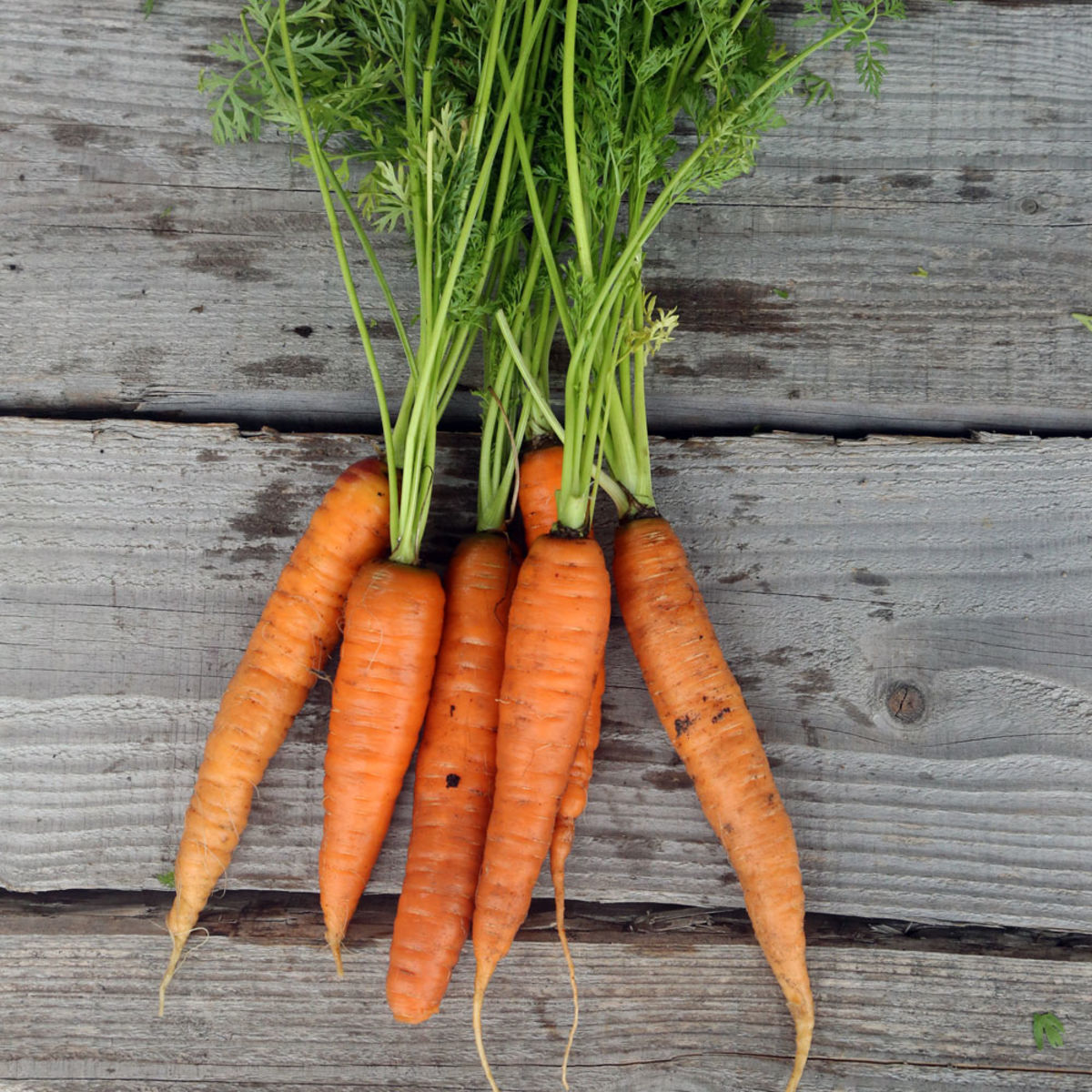 Réussir la culture de la carotte
