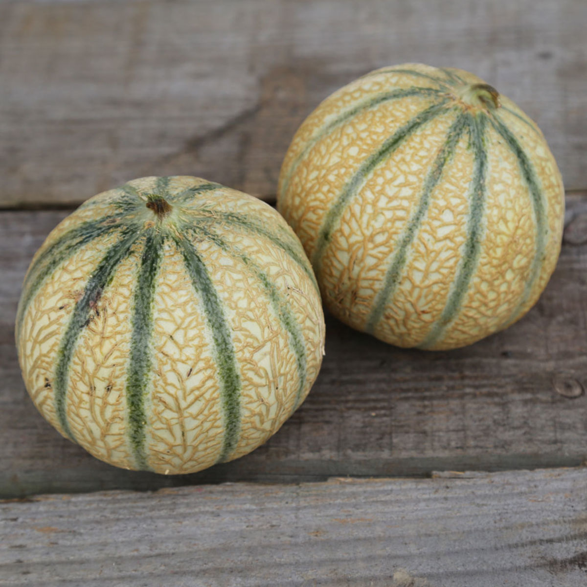 Reproductible Bio 15 Graines de Melon Charentais Jaune