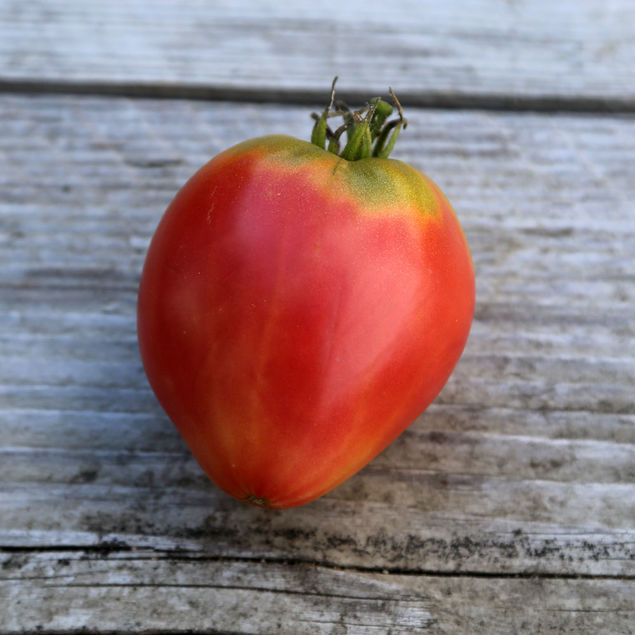 TOMATE GERMAN RED STRAWBERRY AB
