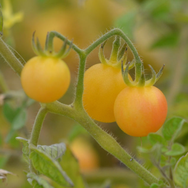 TOMATE MIRABELLE BLANCHE AB