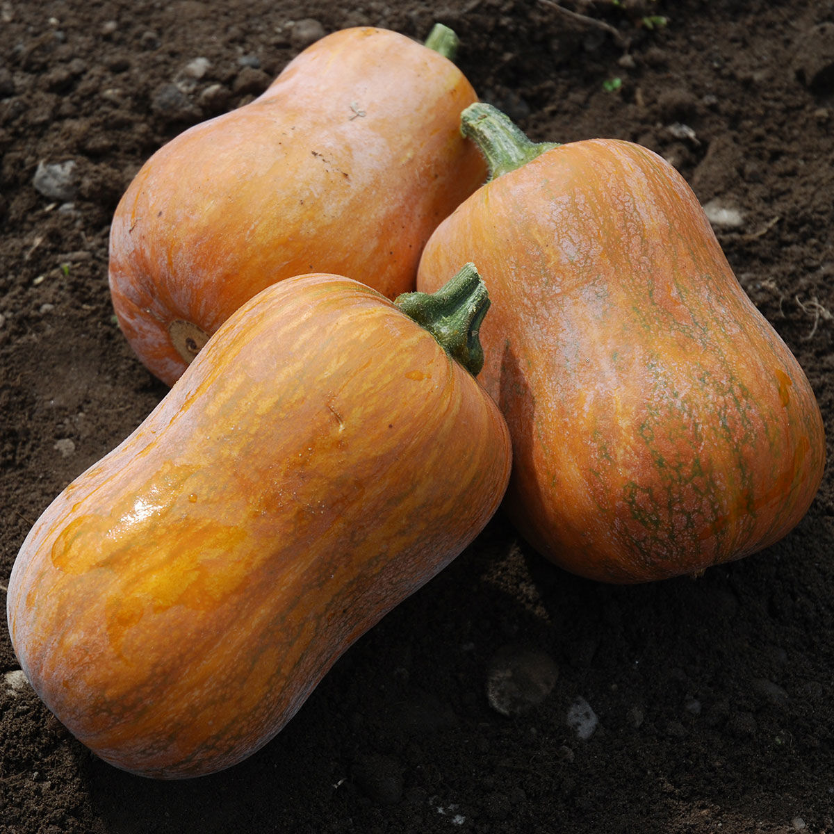 COURGE MUSQUEE BUTTERNUT AB