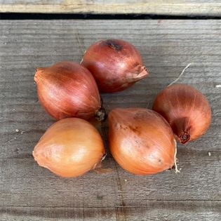 Oignon patate (Allium cepa var. aggregatum), un oignon ancien : plantation,  culture