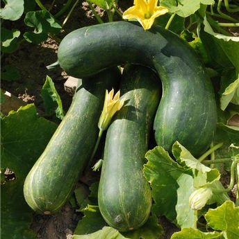 COURGE MUSQUEE LONGUE DE NICE AB
