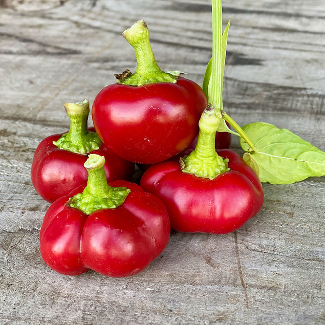 PIMENT RED CHERRY SMALL AB