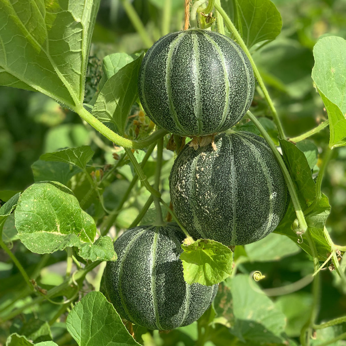 Melon Vert Espagnol Bio - Le pot compostable de 10,5 cm : Plants