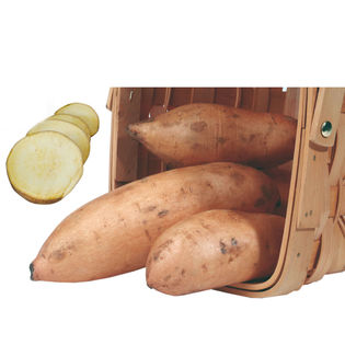 Tout savoir sur la patate douce - Jardinet - Équipez votre jardin