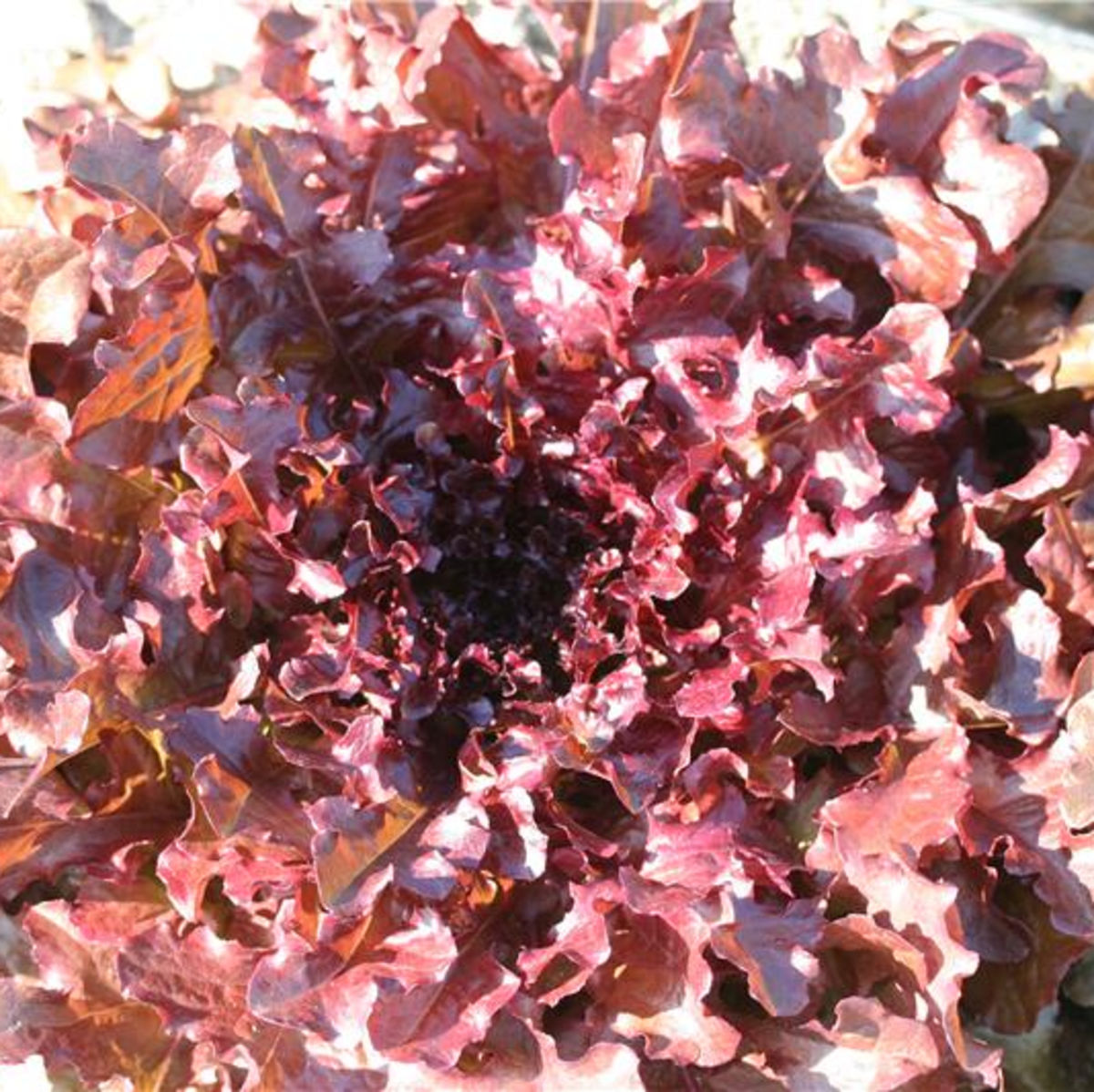 Laitue Salad bowl rouge 