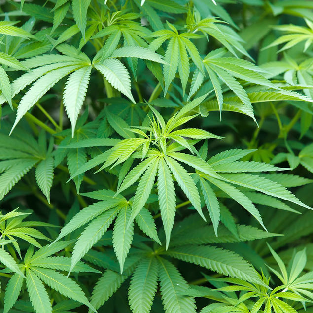 CHANVRE KOMPOLTI CBD NT - Cannabis sativa