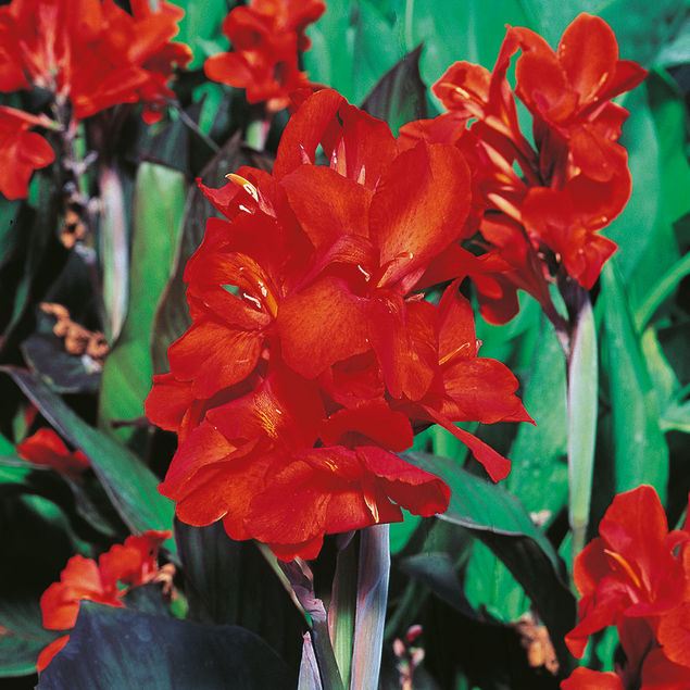 CANNA INDICA RED AB
