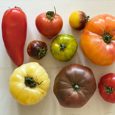 Tomates d'or Reine semences Graines Tomate Ancienne Variété depuis 1884 tomate