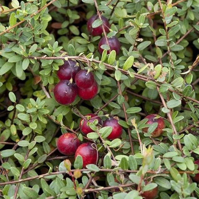 CANNEBERGE CROWLEY (Cranberry) AB - PLANT 