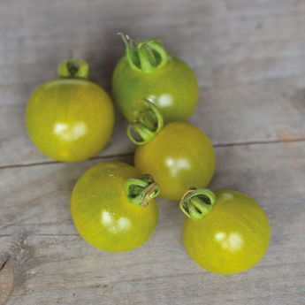 TOMATE GREEN DOCTOR´S FROSTED AB