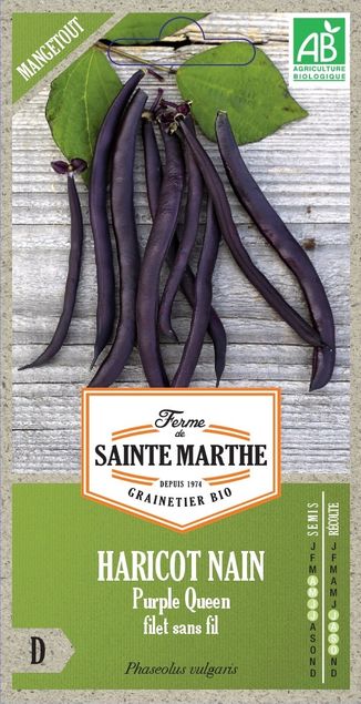 HARICOT NAIN Purple Queen Filet Sans Fil Mangetout AB