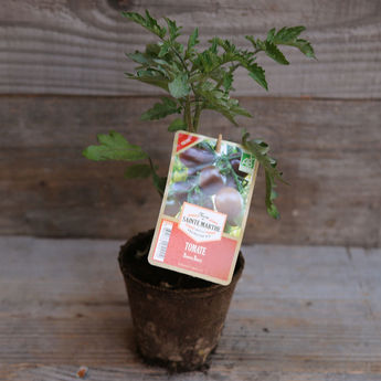 TOMATE BROWN BERRY PLANT AB