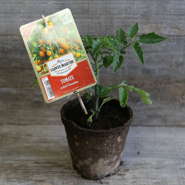 TOMATE COCKTAIL CLEMENTINE PLANT AB