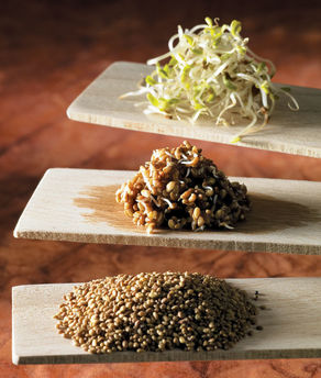 SproutPearl Germoir avec 3 plateaux de graines + graines germées