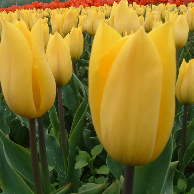 TULIPE STRONG GOLD AB