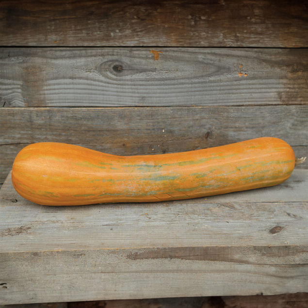 COURGE MUSQUEE LONGUE DE NICE AB