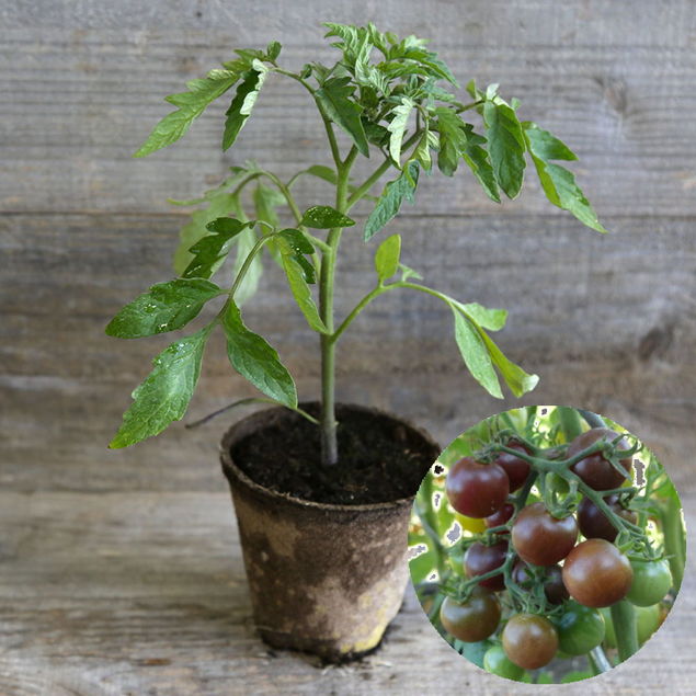 TOMATE BROWN BERRY PLANT AB