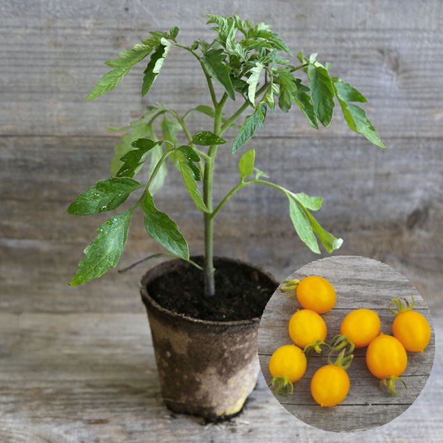 TOMATE COCKTAIL CLEMENTINE PLANT AB