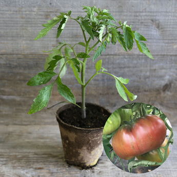 TOMATE ANANAS NOIRE PLANT AB  