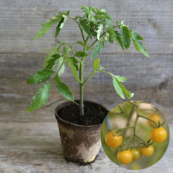 TOMATE BULLE PLANT AB  