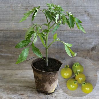 TOMATE GREEN DOCTOR'S FROSTED PLANT AB   