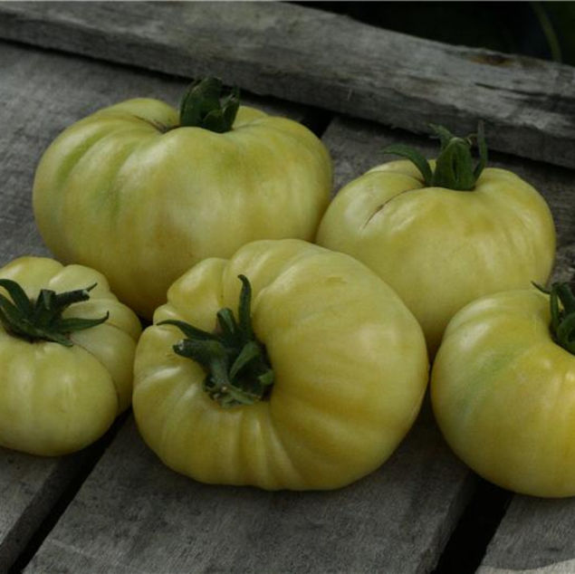 TOMATE BEAUTE BLANCHE AB