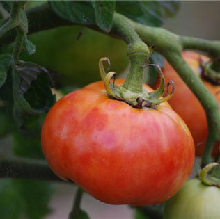 10 graines de tomate SICILIAN SAUCER une rareté avec saveur délicieuse méth.bio 