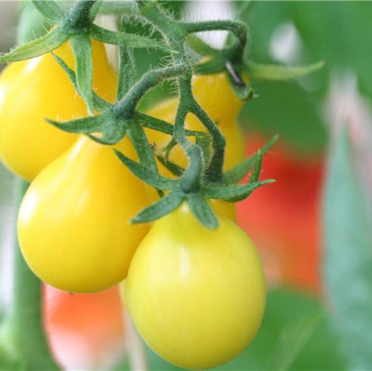 RARE Jaune Petite Poire Tomate 10 Graines Vendeur Britannique