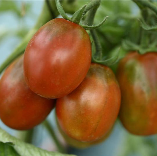 TOMATE PRUNE NOIRE AB