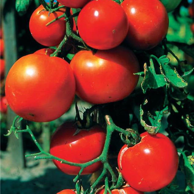 TOMATE POMME ROUGE AB