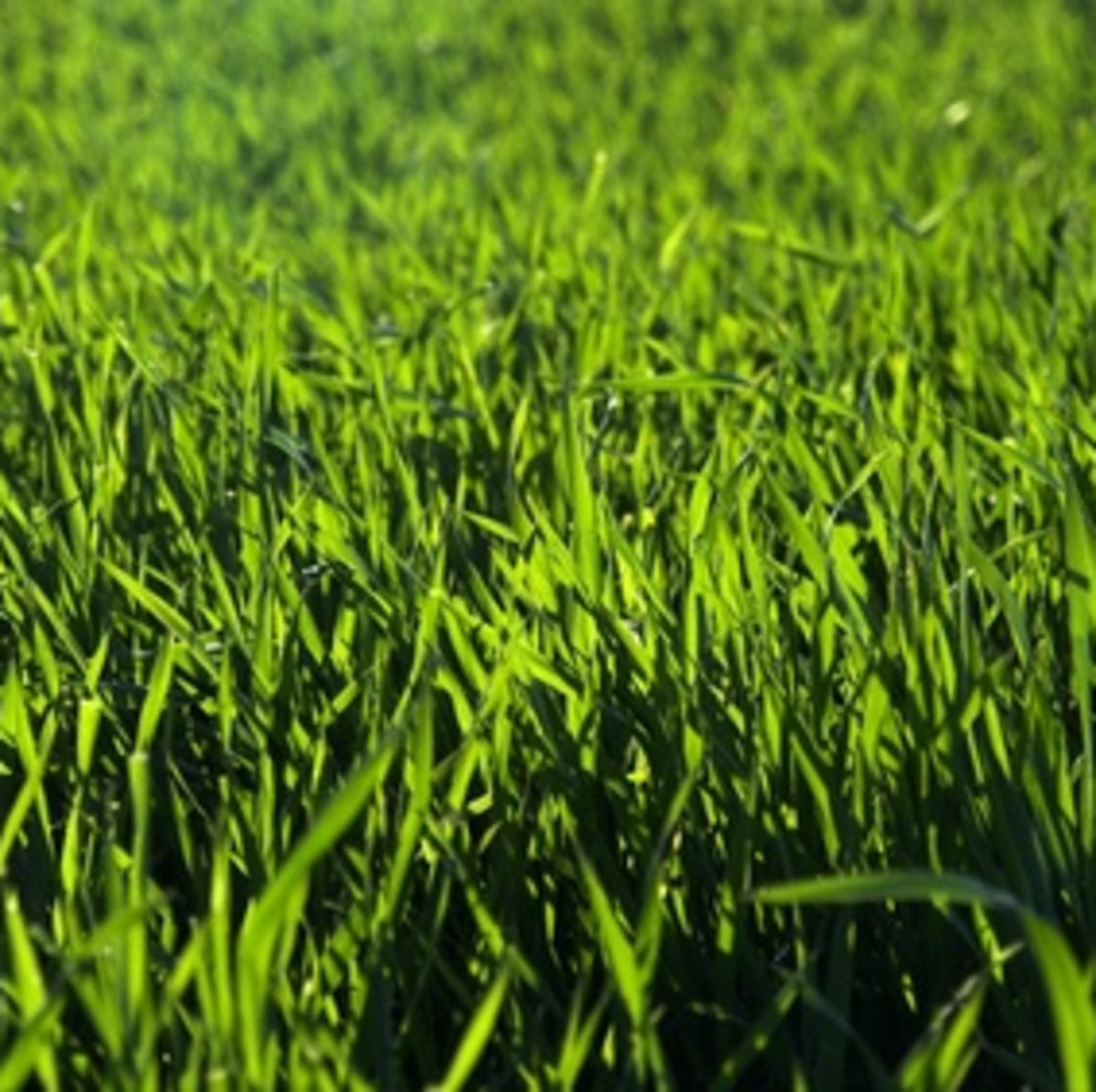 vidaXL Semences de Gazon Graines d'herbe Semences de Pelouse Graines de Gazon Parterre de Fleurs Arrière-Cour Parc Jardin Prairie 5 kg 