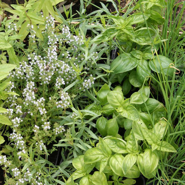 Quelles plantes aromatiques planter en juillet ?
