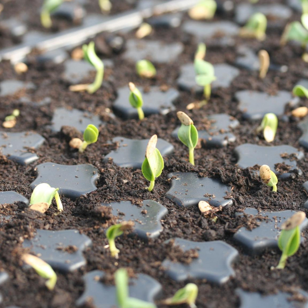 Cultiver des bulbes annuels ou vivaces, semis et germes