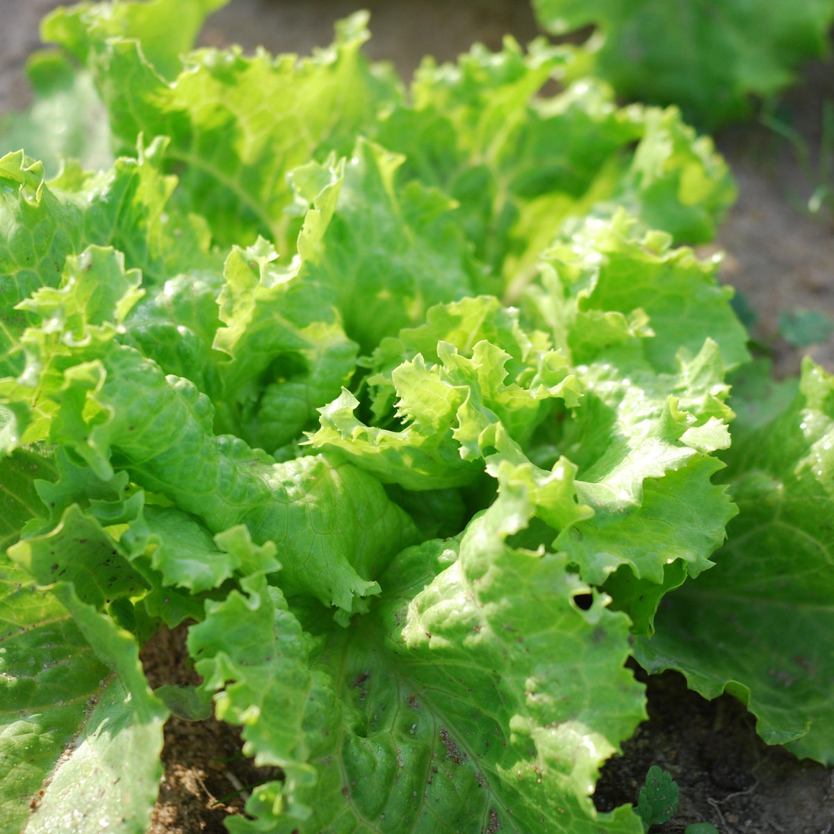 30 graines de salade LAITUE BATAVIA variété facile croissance rapide salad seed 