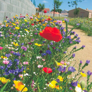 Prairie Fleurie - Mélange terrain sec - graines de fleurs - 7m2, vente au  meilleur prix