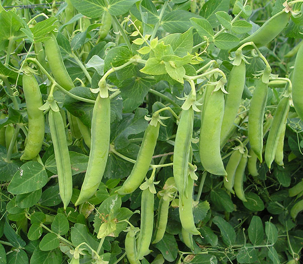 Pois (Pisum sativum), petit pois ou mangetout : semis, plantation, culture,  récolte
