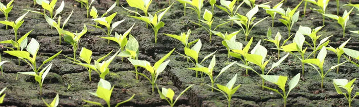 Comment-réussir-vos-semis La Ferme de Sainte Marthe