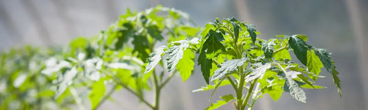 Plants de tomates